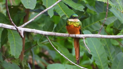 Tropical-Jacamar-bird-with-long-beak-perching-on-a-branch