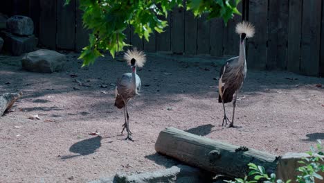 Striking-grey-crowned-cranes-Balearica-regulorum-in-holding-pen-of-sanctuary