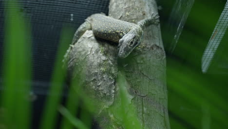 Baby-Komodowaran-Jungtier-Versteckt-Sich-Auf-Baumstamm-Zwischen-Laub-Auf-Der-Suche-Nach-Beute-Im-Zoo-Lebensraum-Geringe-Schärfentiefe