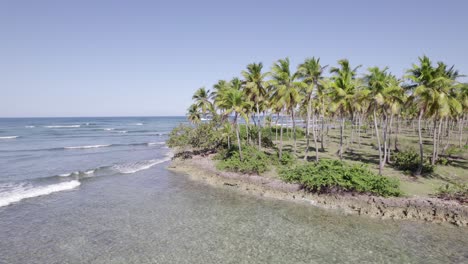 Aerial-orbit-around-palm-trees-sticking-out-on-rocky-coastline-edge-with-gentle-crashing-waves-at-low-tide,-Asserradero-Samana-Dominican-Republic