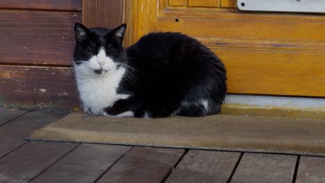 Gato-De-Esmoquin-Relajado-Tendido-Sobre-Una-Alfombra-Frente-A-Una-Puerta-En-Un-Porche