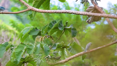 Foraging-for-some-food-to-eat-at-the-treetops,-the-Blue-Gray-Tanagers-Thraupis-episcopus-flies-from-one-twig-to-another,-flipping-the-leaves-in-a-forest-in-Minca,-Colombia,-South-America