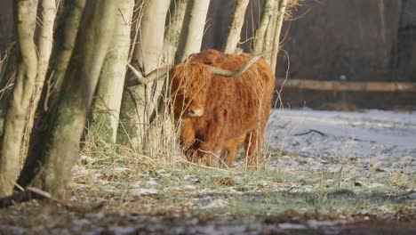 Furry-brown-highland-cow-bull-with-big-horns-stomping-in-winter-forest