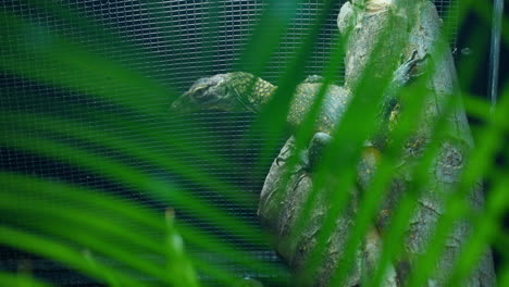 Baby-Komodo-Dragon-hatchling-hiding-behind-leaves-on-a-tree-trunk-in-Zoo-habitat-shallow-depth-of-field