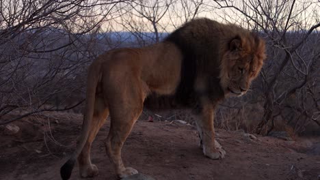 lion-display-of-resilience-as-he-looks-down-at-a-bloody-wound
