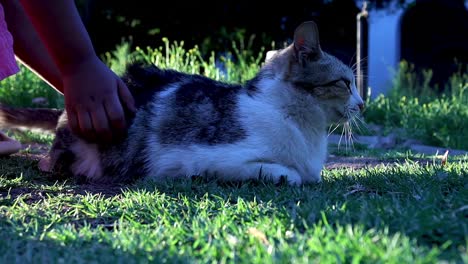 Eine-Standaufnahme-Einer-Gereizten-Katze-Und-Eines-Kleinkindes,-Das-Sie-Immer-Wieder-Heftig-Streichelt