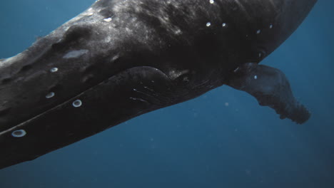 Humpback-whale-head-close-up-of-dark-grey-beautiful-creature-illuminated-by-flashes-of-light-in-water-column