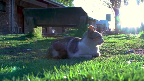 A-Reveal-Shot-Of-A-Sleepy-Domestic-Cat-Lying-Quietly-On-The-Lawn-At-Sunset
