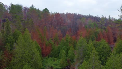 Toronto-Kanada-Farbenfrohe-Herbstliche-Waldlandschaft-Luftaufnahme-Nach-Gewundenem-Bach-Durch-Die-Wildnis