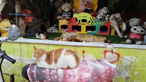 Two-cats-relaxing-and-enjoying-a-beautiful-home-for-stray-cats-made-by-local-woman,-with-some-kennels-and-soft-toys