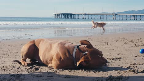 Happy-Dogs-on-the-Beach,-Pitbull-Lying-With-Ball-Toy-in-Mouth,-Golden-Retriever-Running,-Slow-Motion