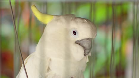 White-Cockatoo,-Close-up---Endemic-To-Tropical-Rainforest-On-Islands-of-Indonesia