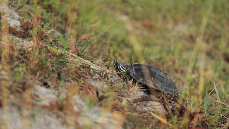 Seitliches-Porträt-Einer-Schnecken-Fressenden-Schildkröte-Am-Hang,-Die-Nach-Oben-Blickt