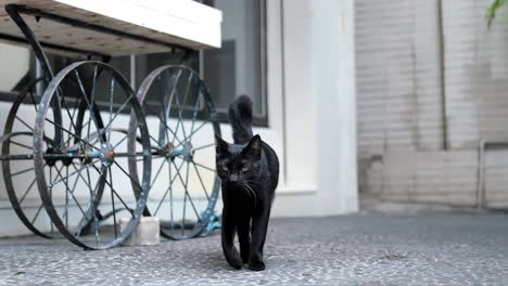 4k-slow-motion-of-black-cat-walking-towords-camera