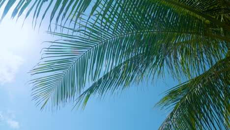 Hoja-De-Palma-De-Coco-De-Primer-Plano-Meciéndose-En-El-Viento-Contra-La-Luz-Del-Sol-Y-El-Cielo-Azul