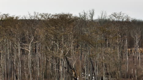 Bare-trees-in-Point-Remove-Wildlife-Area,-Blackwell,-Arkansas,-under-overcast-sky