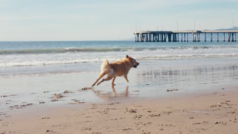 Beautiful-Golden-Retriever-Dog-Running-on-Sandy-Beach-in-Front-of-Ocean-Waves-on-Sunny-Day,-Slow-Motion