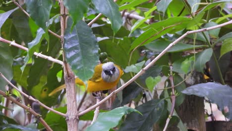 Grey-headed-Tanager-bird-in-Nevados-National-Park-and-surroundings