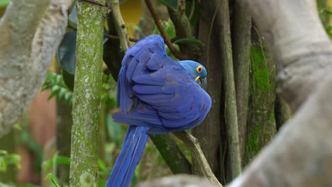 Guacamayo-Jacinto,-Anodorhynchus-Hyacinthinus-Con-Llamativo-Plumaje-Azul,-Encaramado-En-Un-árbol,-Paseando-Por-Los-Alrededores,-Extiende-Sus-Alas-Y-Vuela,-Primer-Plano-De-Una-Especie-De-Ave-Vulnerable