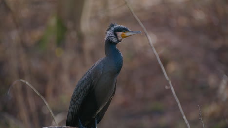 Close-up-handheld-shot-of-Great-black-cormorant-resting-on-branch,-attentive