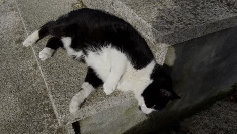 Friendly-Tuxedo-Black-And-White-Cat-Showing-Belly-In-Stone-Stairs