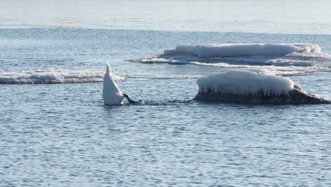 Schwan-Paddelt-Mit-Schwimmhäuten,-Während-Er-Kopfüber-In-Kaltem-Wasser-Frisst