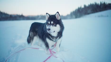Adorable-Raza-De-Perro-Malamute-De-Alaska-En-Un-Paisaje-Natural-De-Nieve-Profunda