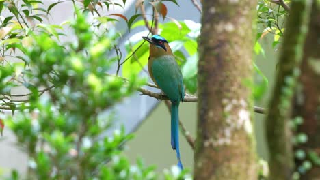 Elegant-Amazonian-motmot-with-beautiful-long-tail,-perched-on-tree-branch,-wondering-around-its-surrounding-environment,-spread-its-wings-and-fly-away,-slow-motion-close-up-shot