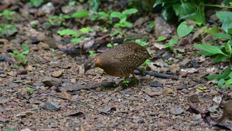 Moving-to-the-left-and-and-another-seen-in-a-blur,-Scaly-breasted-Partridge-Tropicoperdix-chloropus,-Thailand