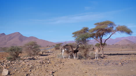 Dromedarios-En-El-Sáhara-Occidental,-Mauritania-Y-Marruecos