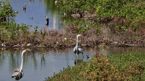 Two-individuals-see-together-wading-in-the-water-as-they-move-to-the-right,-Grey-Heron-Ardea-cinerea,-Thailand