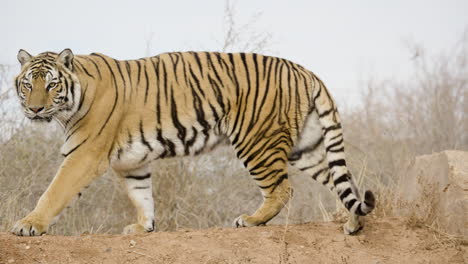 Full-body-shot-of-slow-walking-tiger