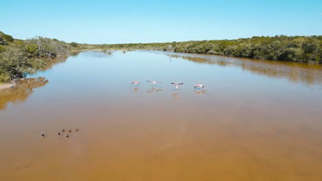 Lagoon-near-Celestun-full-of-flamingos-swimming-outdoors-in-a-flock