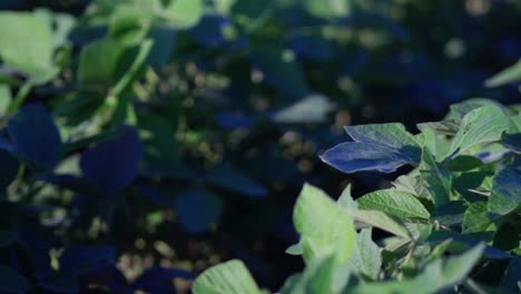 Slow-pan-of-a-soybean-field-in-Santa-Fe,-Argentina