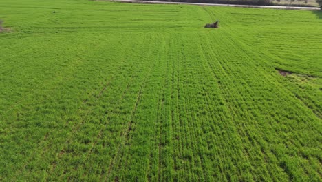 Flying-over-a-field-sown-with-green-wheat