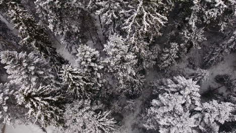 Antena-De-Un-Bosque-En-Fuertes-Nevadas.