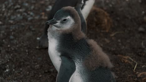 Primer-Plano-De-Un-Polluelo-De-Pingüino-De-Magallanes-En-Un-Día-Ventoso