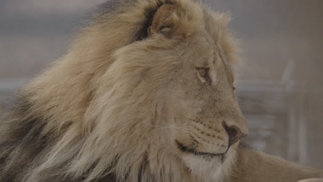 African-lion-close-up-face-slow-dolly