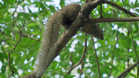 Red-bellied-Tree-Squirrel-Resting-on-Tree-Branch---Looking-Down-at-Camera-Alerted---Close-up-View