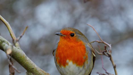 Wildes-Rotkehlchen-Sitzt-Im-Winter-Auf-Einem-Ast