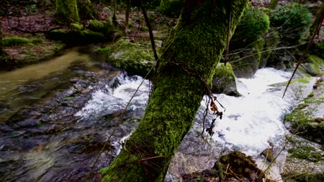 Verde-Flujo-Del-Río-Bugio,-Bosque-De-Barrias,-Felgueiras,-Portugal