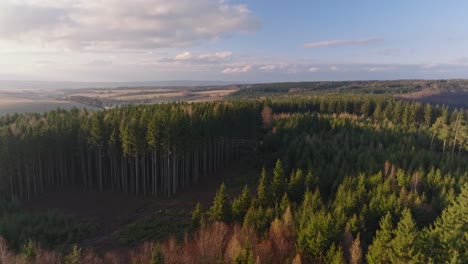 Aerial-view-of-forest-full-of-trees-with-skyscape-at-background-during-daytime