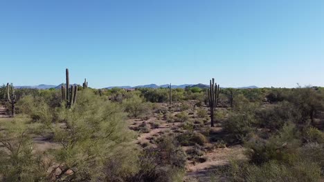 Cactuses-and-desert-plants-in-scenic-landscape-during-hot,-sunny,-clear-blue-morning