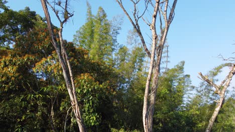 Entre-Grandes-árboles-En-Un-Día-Soleado-En-Río-Negro-En-Colombia