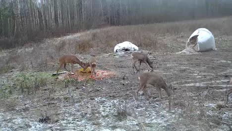 A-group-of-a-small-deer-feeding-in-the-hunting-spot
