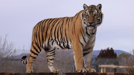 Tiger-Leckt-Sich-Die-Lippen-Und-Schaut-Dich-An-Zeitlupe-Wildtierschutzgebiet
