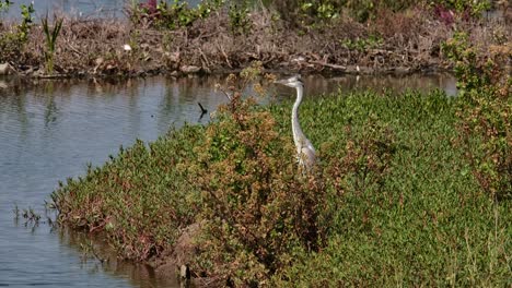 Mirando-Hacia-La-Izquierda-Mientras-Su-Cuerpo-Sobresale-De-Las-Plantas-Espesas,-Garza-Real-Ardea-Cinerea,-Tailandia