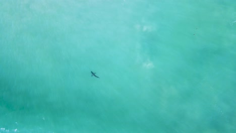 Drone-ascends-above-Great-white-shark-swimming-in-middle-of-water-as-wave-breaks-crashing-over-it-onto-beach