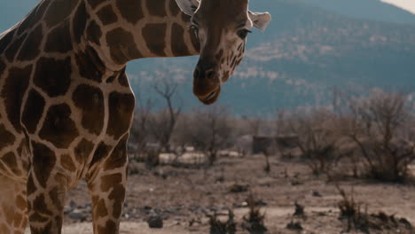 Giraffe-Hautnah-Auf-Erstaunlicher-Hintergrundlandschaft