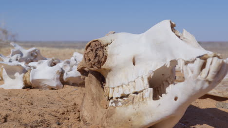 Un-Esqueleto-De-Dromedario-En-El-Desierto-De-Mauritania